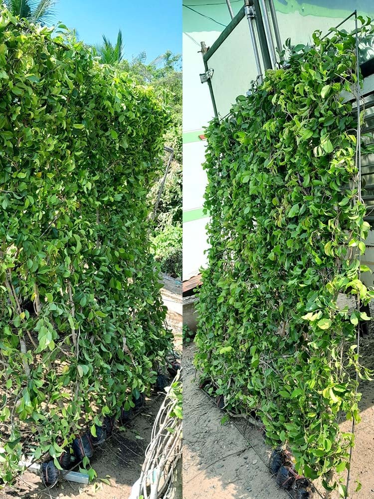 Cây Sanh – Lựa chọn hoàn hảo cây trồng hàng rào đẹp!