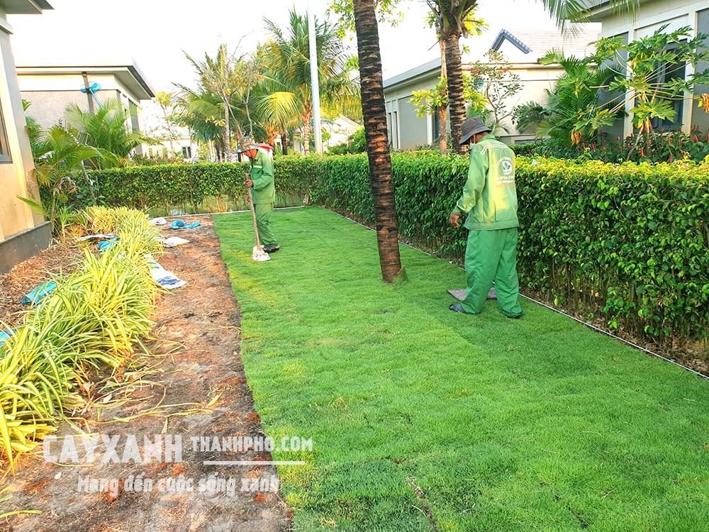 Cây Sanh – Lựa chọn hoàn hảo cây trồng hàng rào đẹp! 3