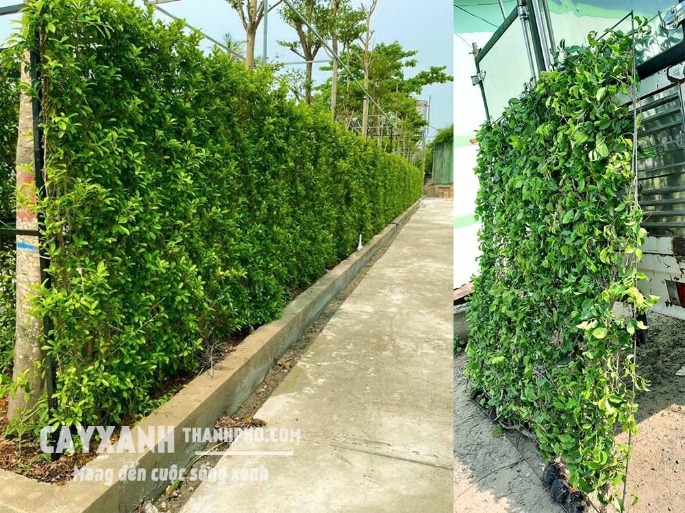 Cây Sanh – Lựa chọn hoàn hảo cây trồng hàng rào đẹp! 2