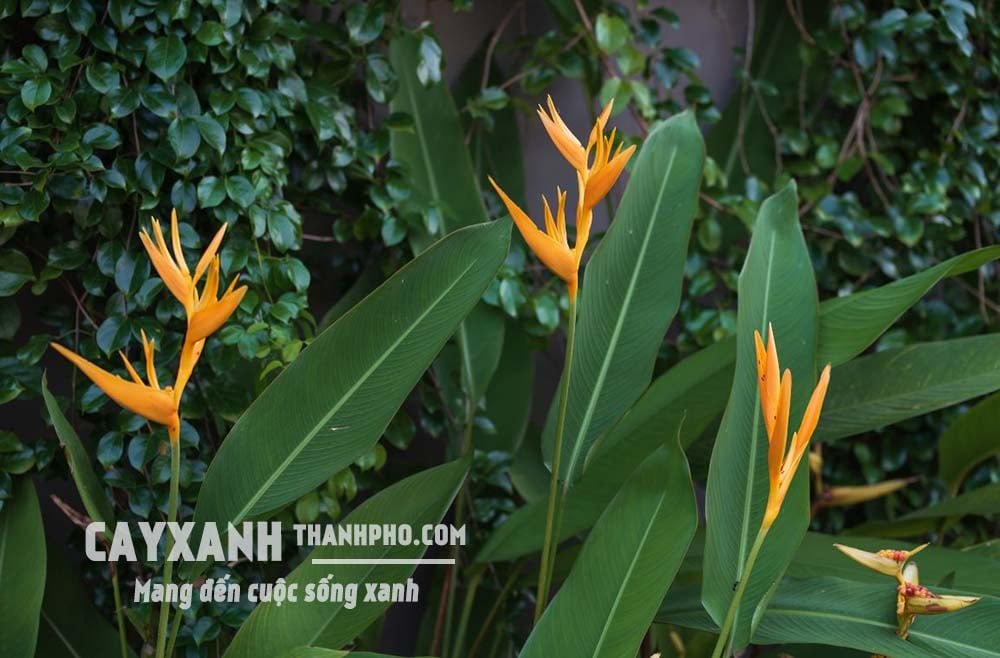 Chuối mỏ két – Điểm nhấn rực rỡ cho mọi công trình, sân vườn! 2