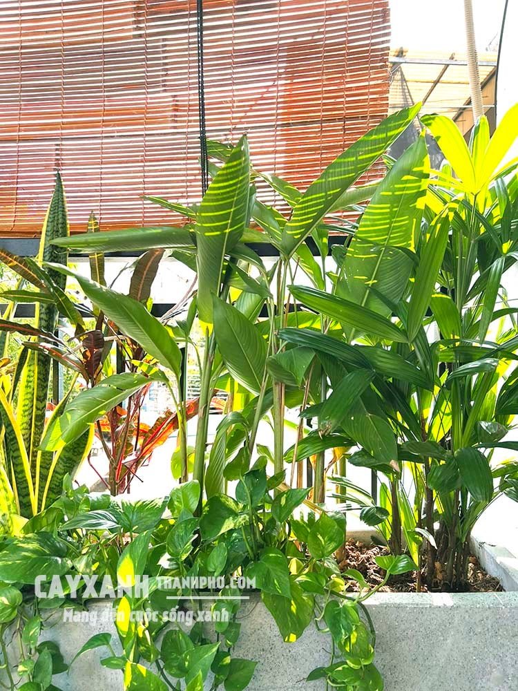 Chuối mỏ két – Điểm nhấn rực rỡ cho mọi công trình, sân vườn! 3