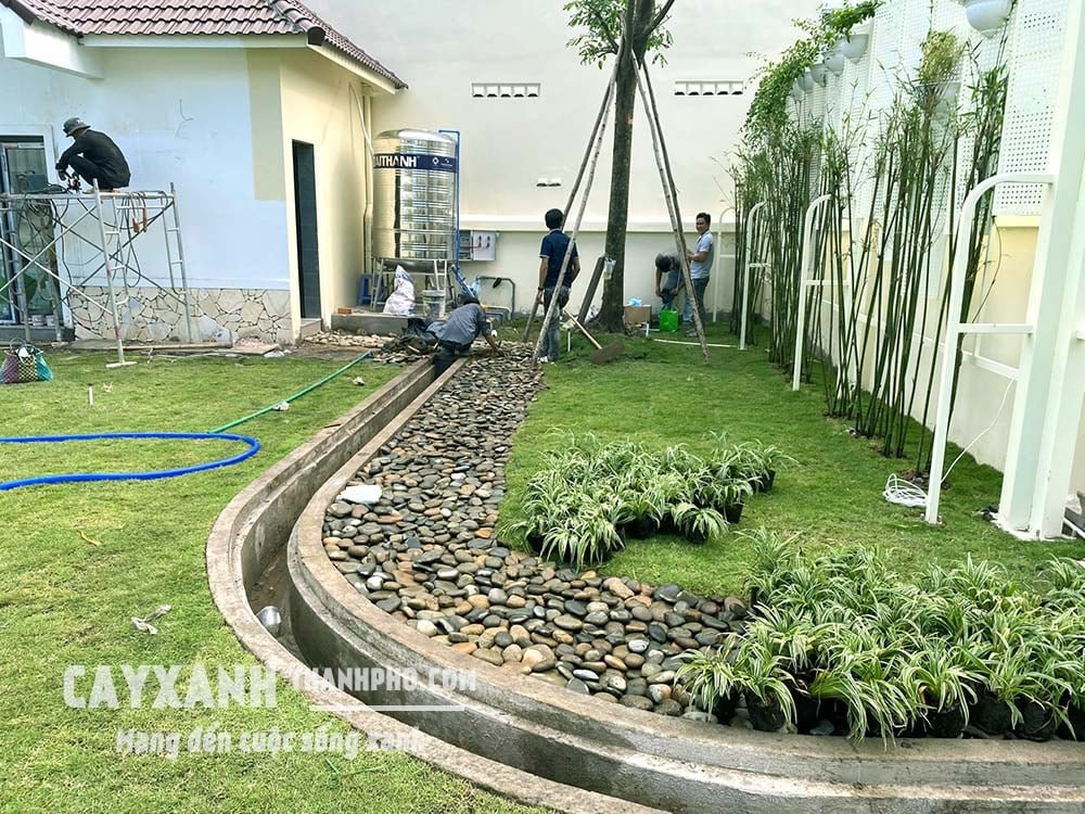 Cây Lan Chi - Cây trồng bóng râm được nhiều người lựa chọn 3