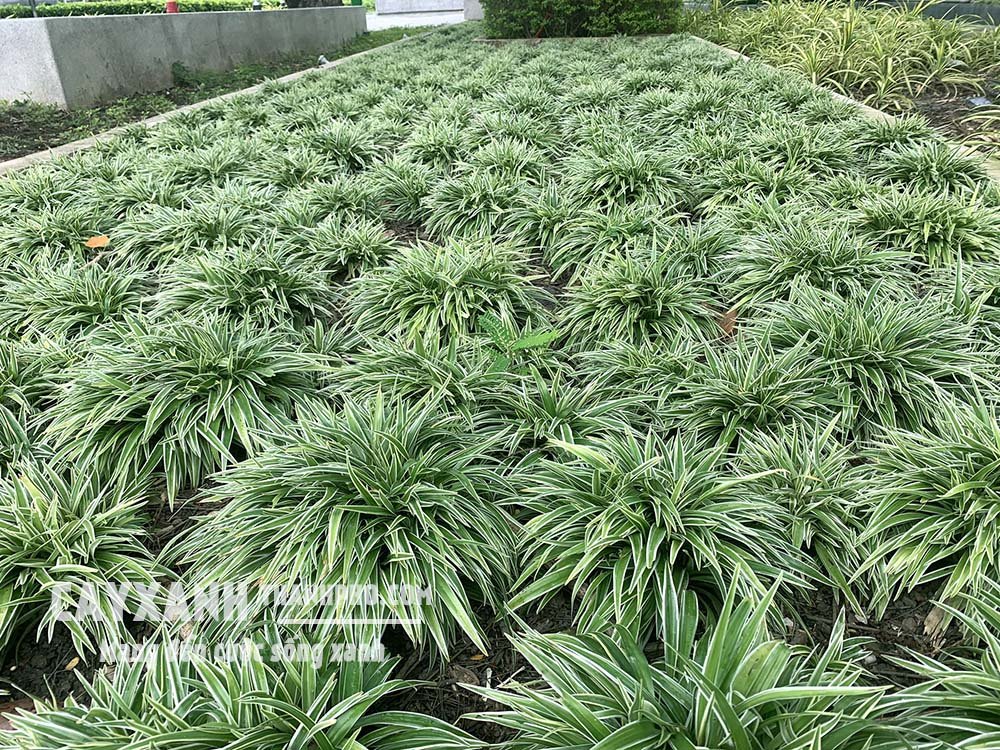 Cây Lan Chi - Cây trồng bóng râm được nhiều người lựa chọn 2