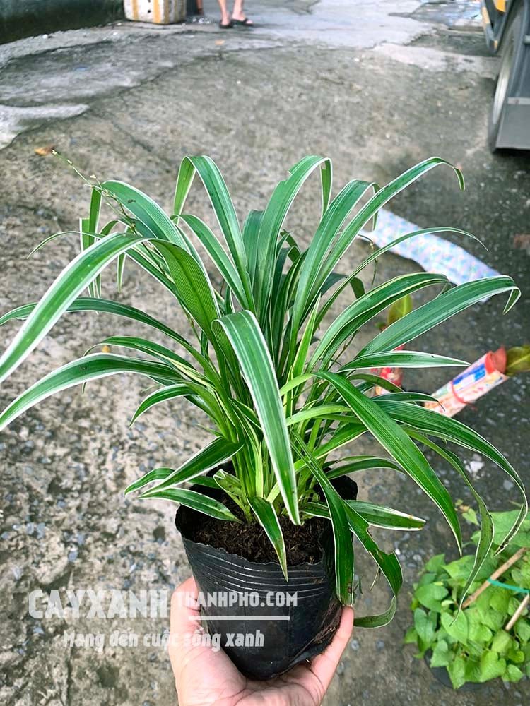 Cây Lan Chi - Cây trồng bóng râm được nhiều người lựa chọn