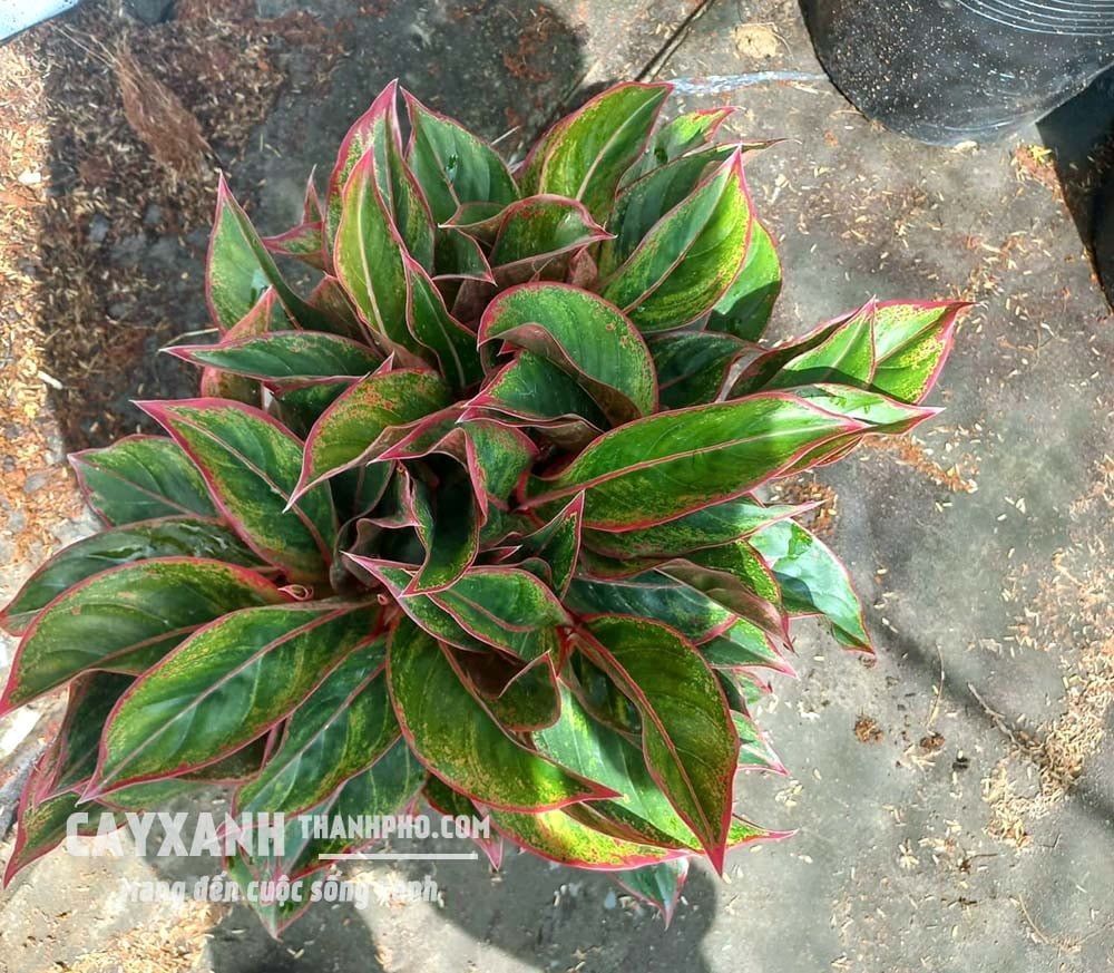 Cây Phú Quý – Lựa chọn lý tưởng để trang trí trong nhà và khuôn viên sân vườn 3