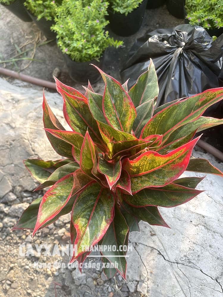 Cây Phú Quý – Lựa chọn lý tưởng để trang trí trong nhà và khuôn viên sân vườn