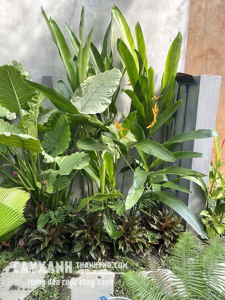Cây Phú Quý – Lựa chọn lý tưởng để trang trí trong nhà và khuôn viên sân vườn 2