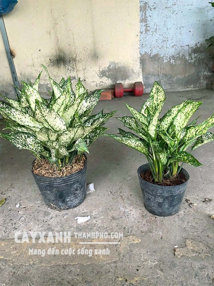 Cây Ngọc Ngân – Loại cây cảnh trong nhà vừa đẹp vừa bền 2