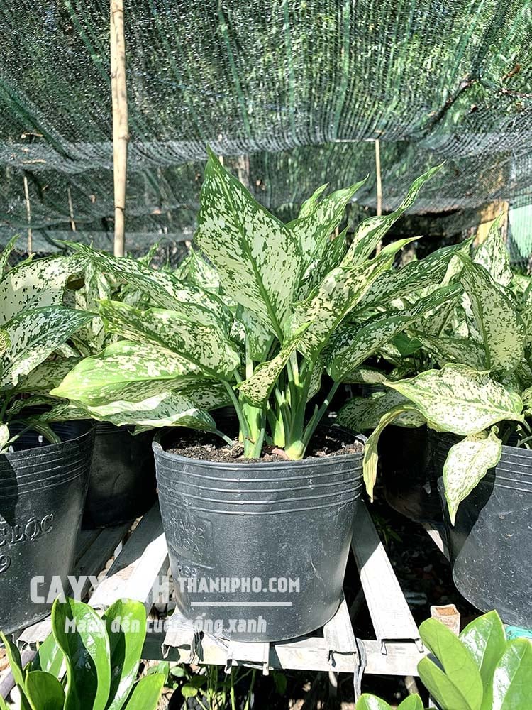 Cây Ngọc Ngân – Loại cây cảnh trong nhà vừa đẹp vừa bền 3
