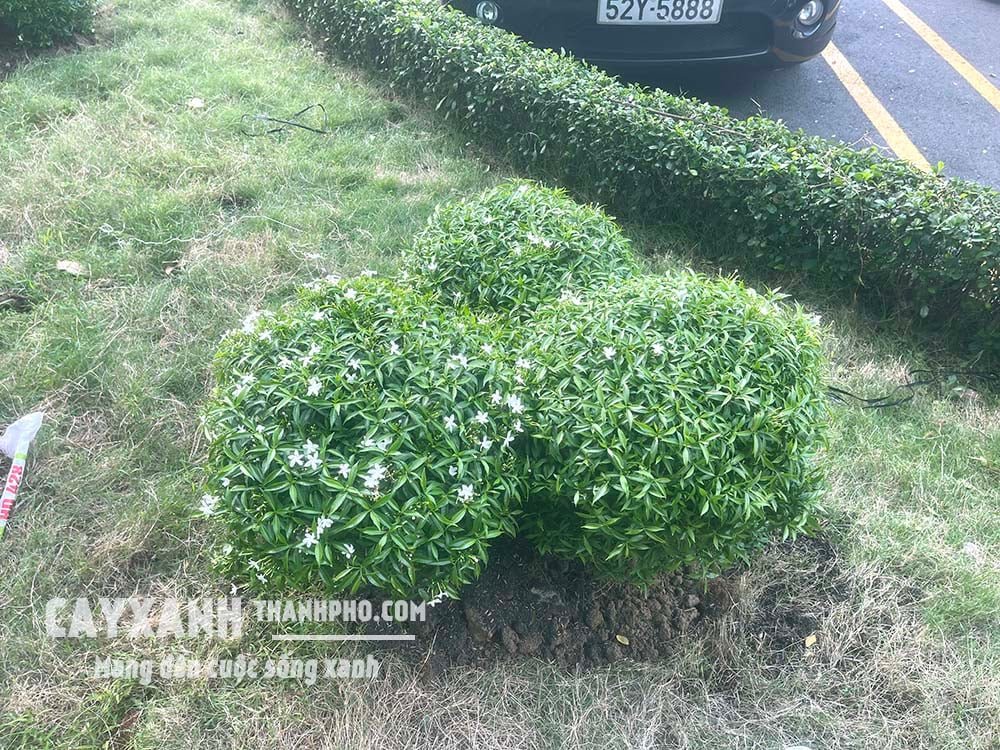 Cây Mai Vạn Phúc – Cây Cảnh Sân Vườn Đẹp Ưa Nắng, Dễ Chăm Sóc 2