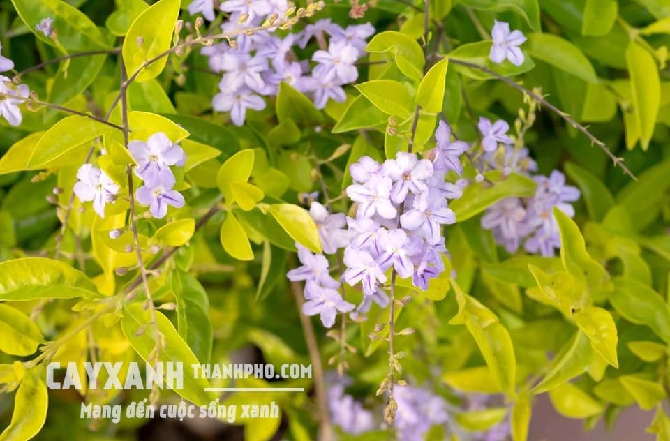 Cây Chuỗi Ngọc – Lựa Chọn Lý Tưởng Cho Trang Trí Cảnh Quan Và Làm Hàng Rào Cây Xanh 2