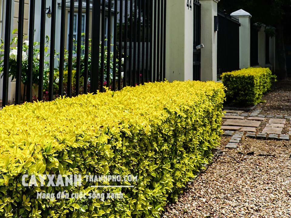 Cây Chuỗi Ngọc – Lựa Chọn Lý Tưởng Cho Trang Trí Cảnh Quan Và Làm Hàng Rào Cây Xanh 3