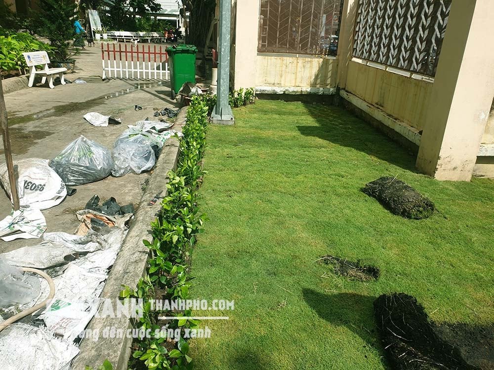 Cung Cấp Cây Ắc Ó | Trồng Cây Đường Viền, Trồng Cây Hàng Rào Giá Tận Gốc 3