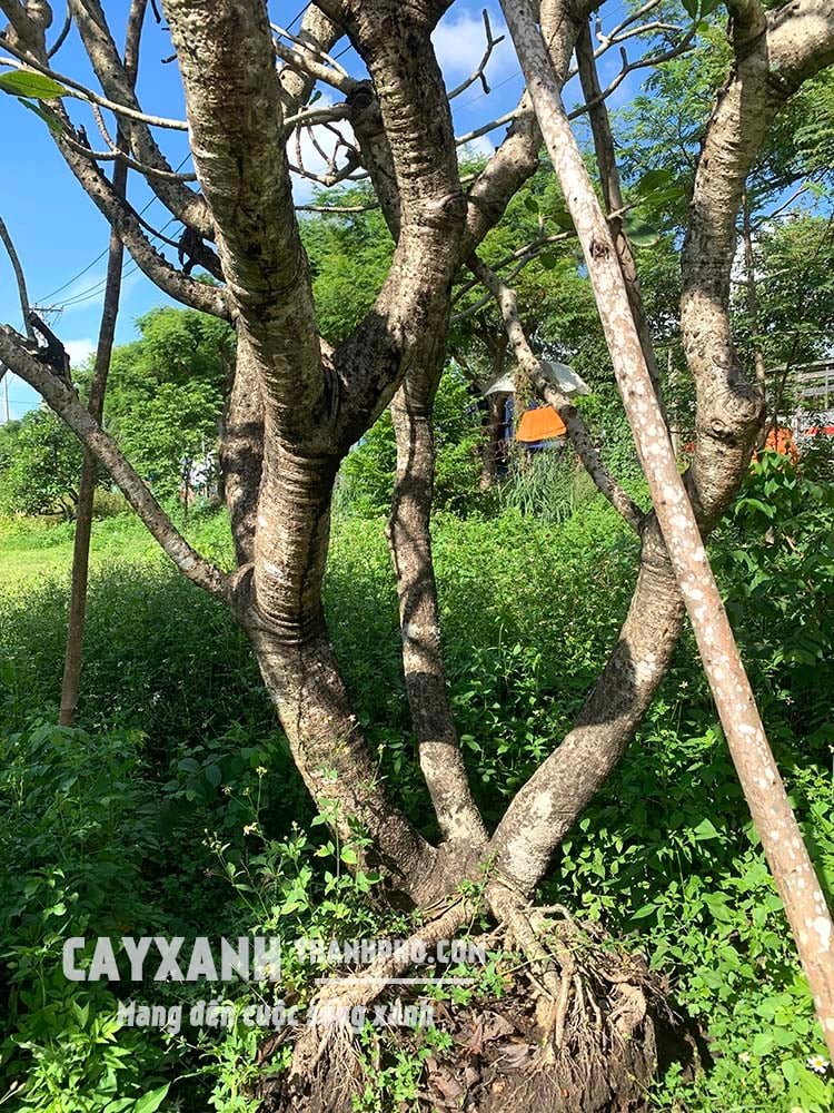 Cây Hoa Sứ To | Sứ Trắng Lớn Cho Thiết Kế Cảnh Quan 3