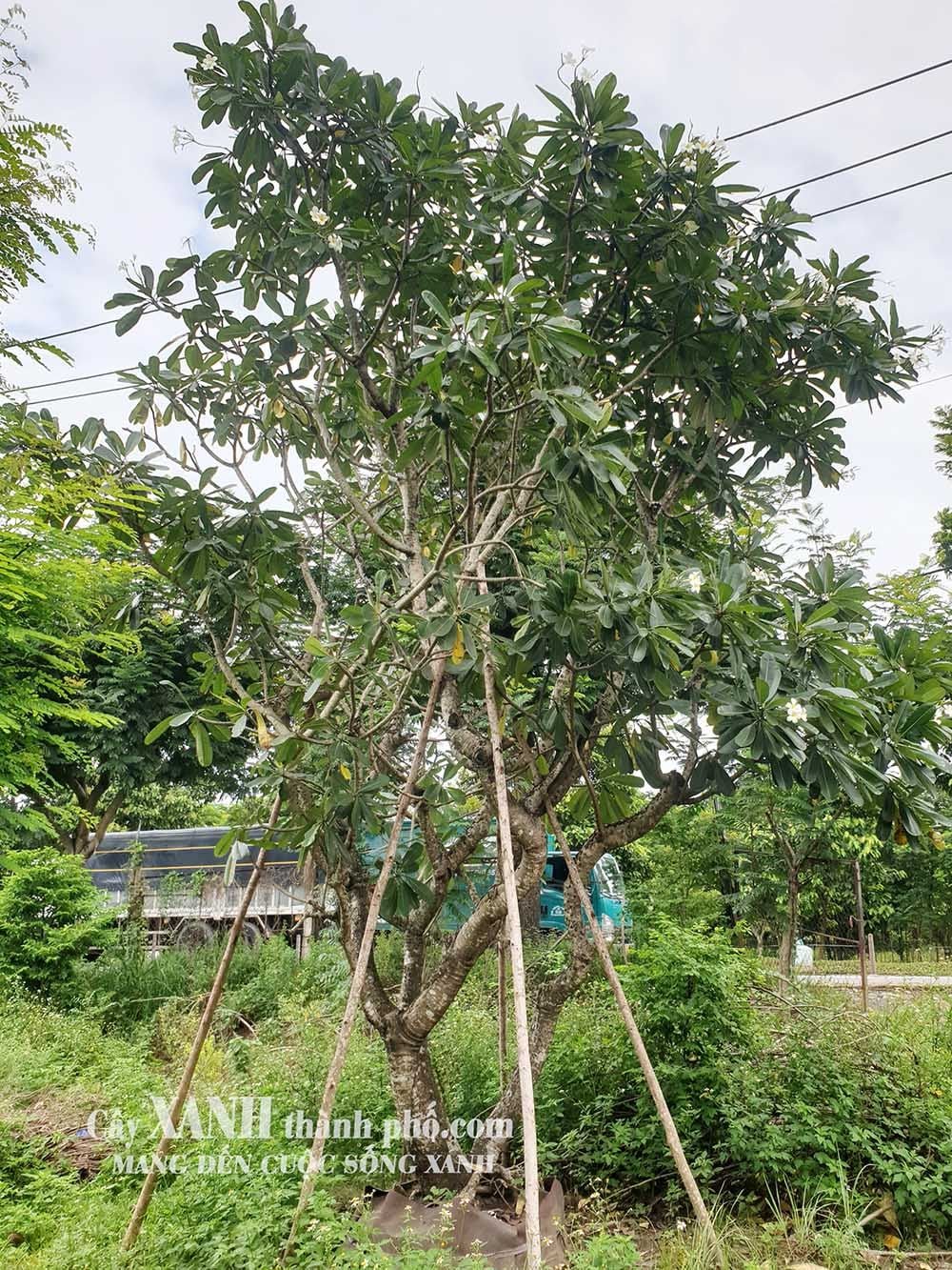 Cây Hoa Sứ To | Sứ Trắng Lớn Cho Thiết Kế Cảnh Quan 2