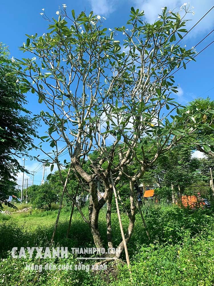 Cây Hoa Sứ To | Sứ Trắng Lớn Cho Thiết Kế Cảnh Quan