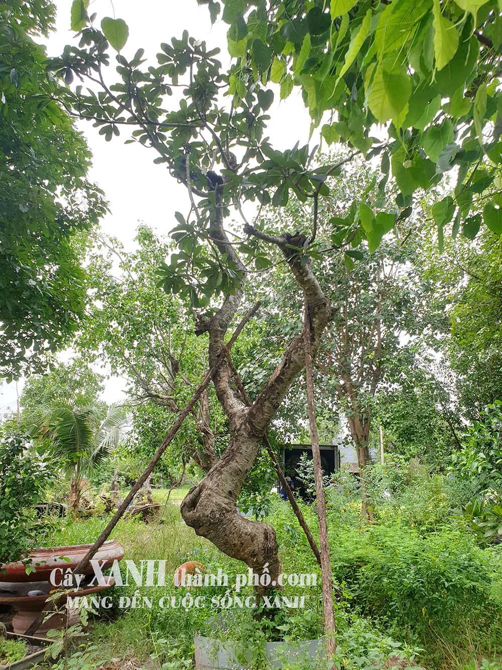 Cây Hoa Sứ Cảnh | Trồng Loài Cây Đẹp Tự Nhiên Trong Khuôn Viên Sân Nhà 2
