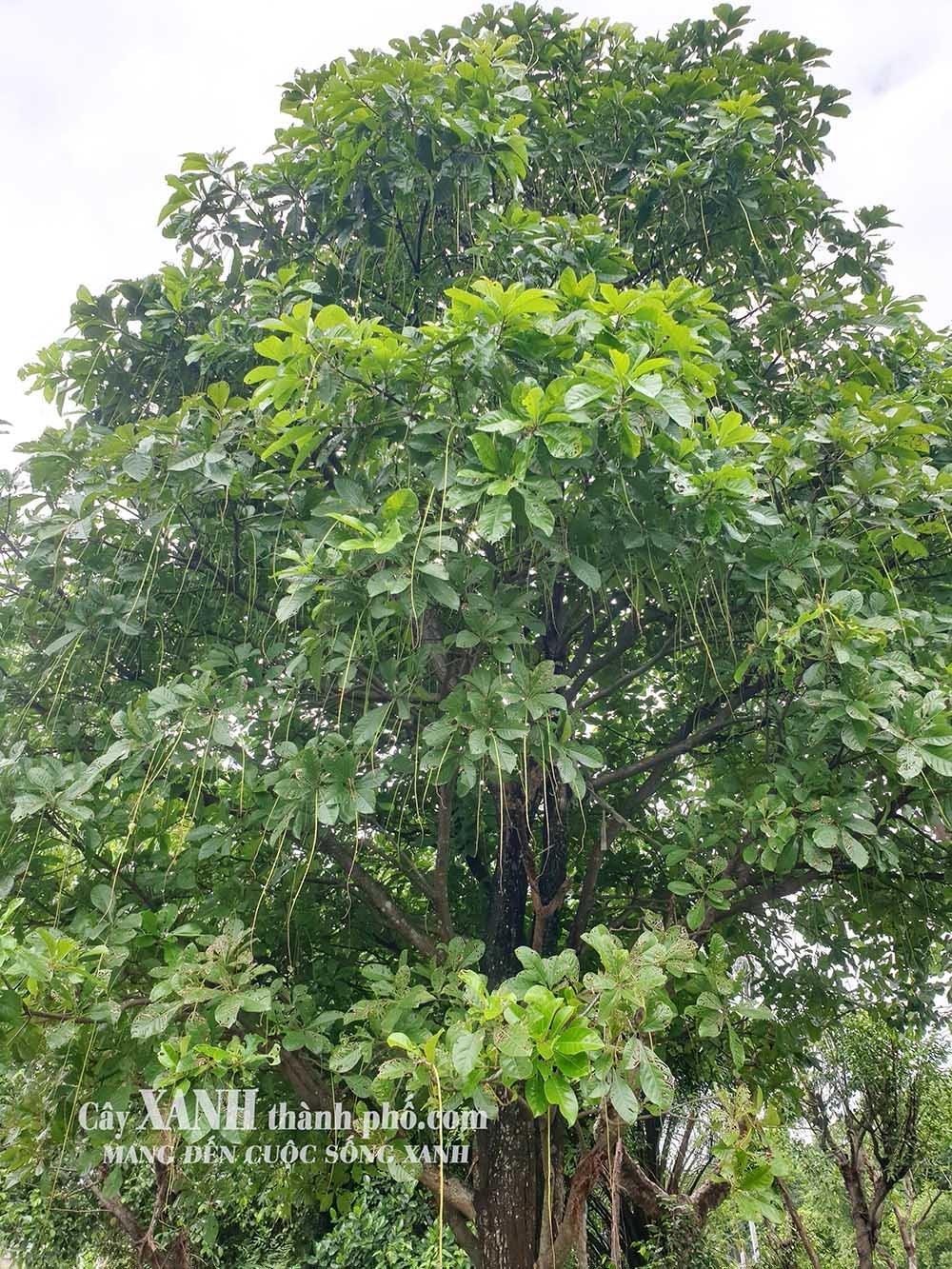 Lộc Vừng | Cây Xanh Quán Cafe | Sự Kết Nối Tự Nhiên Tại Không Gian Thư Giãn 3
