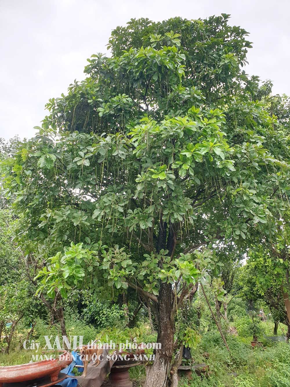 Lộc Vừng | Cây Xanh Quán Cafe | Sự Kết Nối Tự Nhiên Tại Không Gian Thư Giãn 2