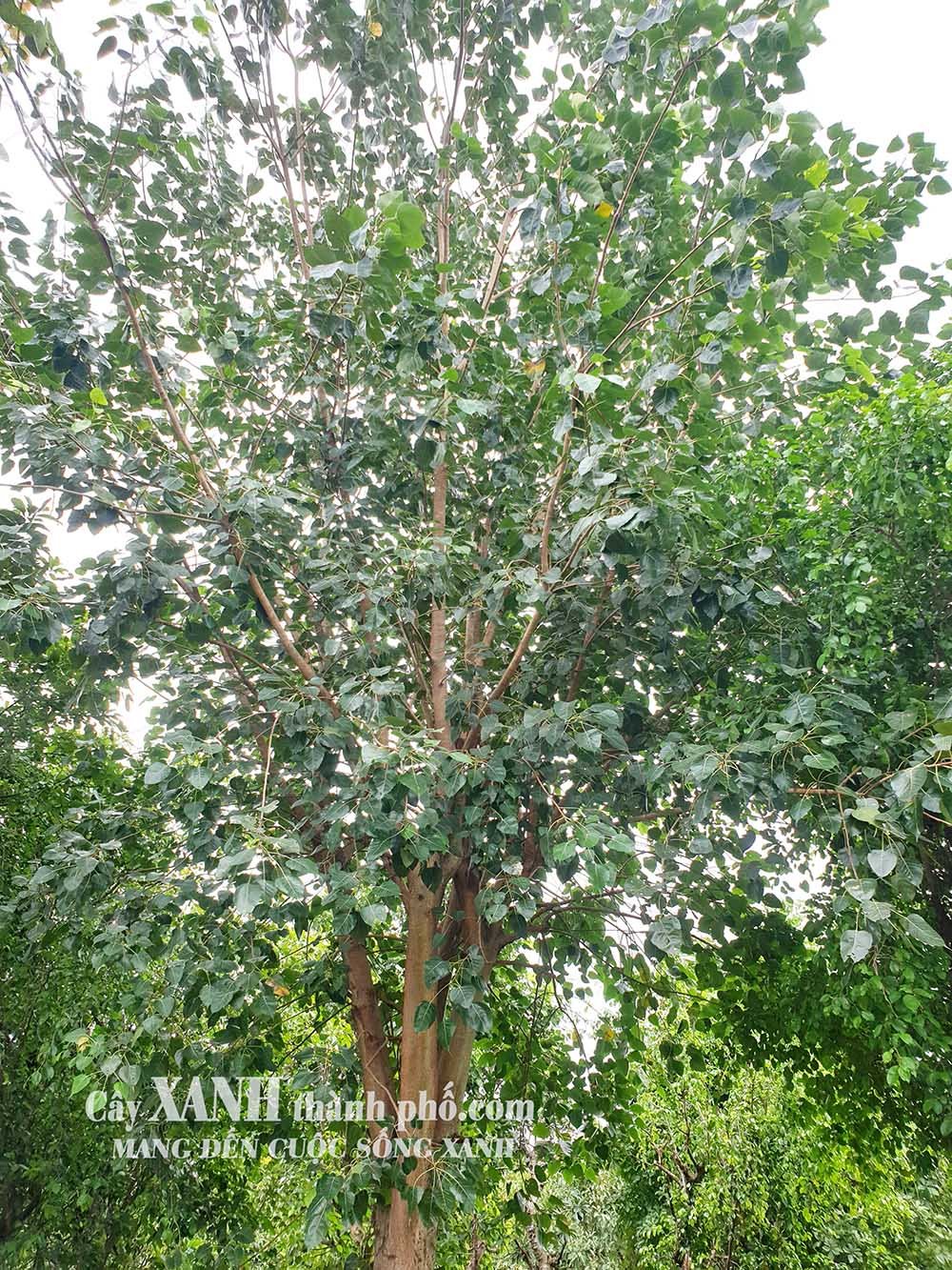 Cây Bồ Đề | Trồng Cây Bồ Đề Lớn Cho Bóng Mát Sân Vườn 2