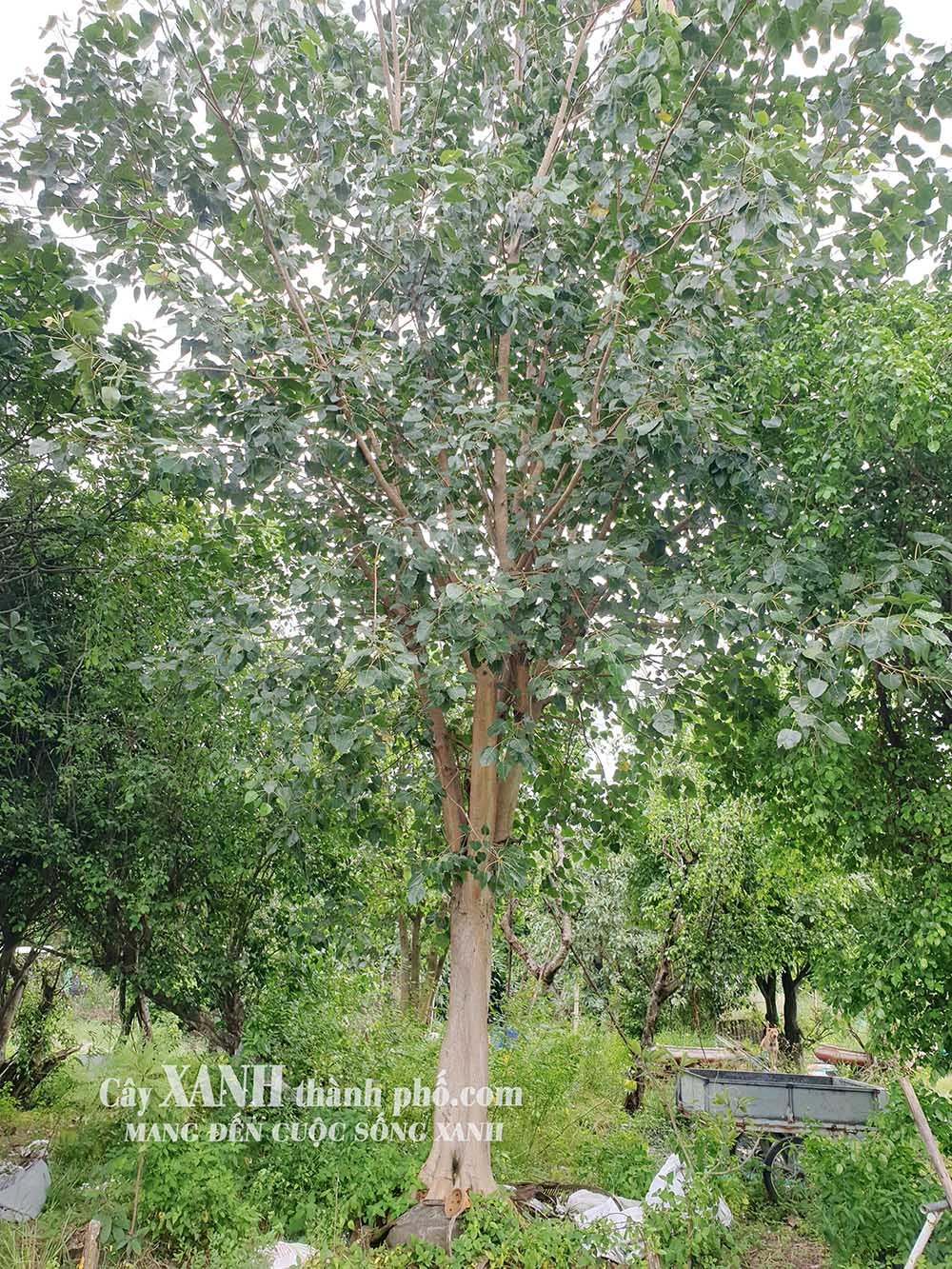 Cây Bồ Đề | Trồng Cây Bồ Đề Lớn Cho Bóng Mát Sân Vườn