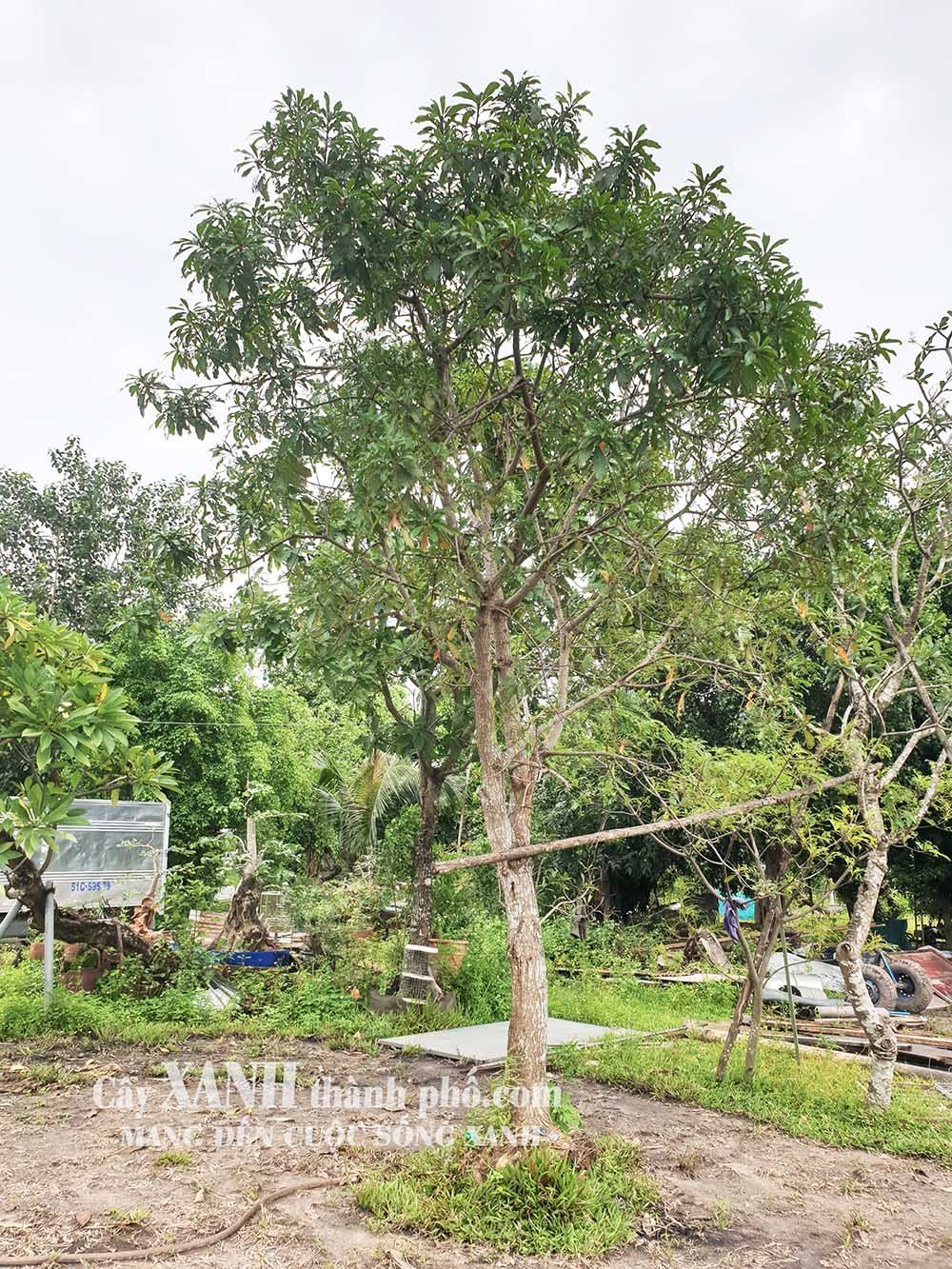 Lộc Vừng Trồng Cảnh Quan - Góc Thiên Nhiên Tươi Mới Trong Không Gian Sống 2