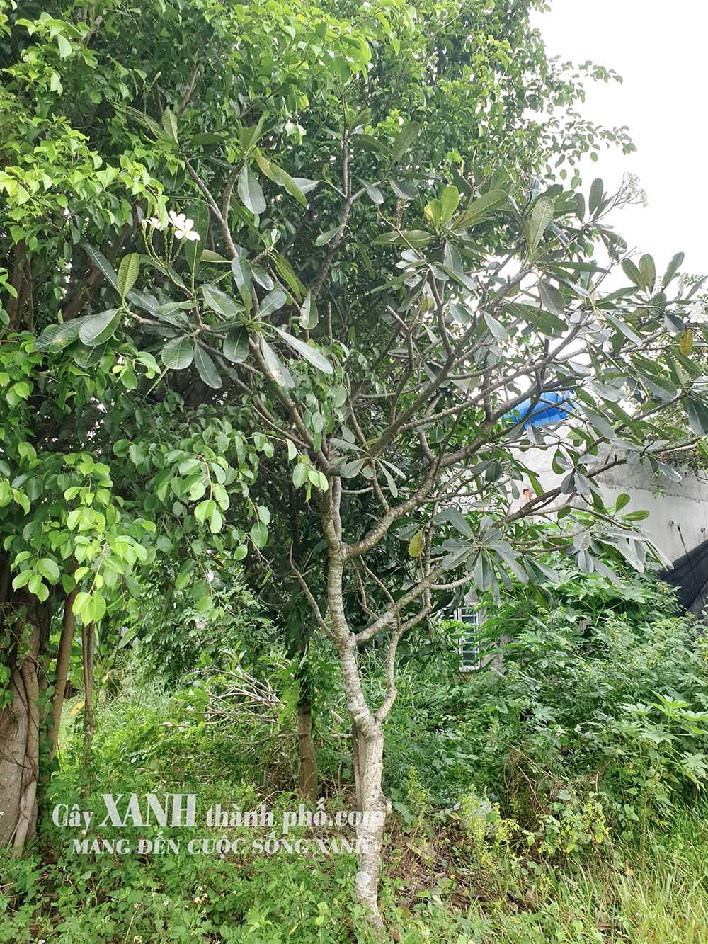 Cây Hoa Sứ | Sự Lựa Chọn Tinh Tế Cho Cảnh Quan Sân Vườn 2