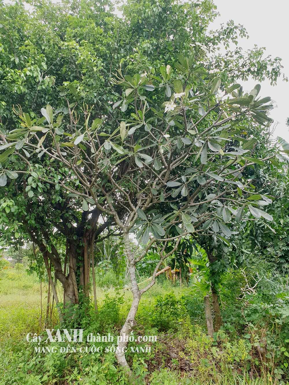 Cây Hoa Sứ | Sự Lựa Chọn Tinh Tế Cho Cảnh Quan Sân Vườn