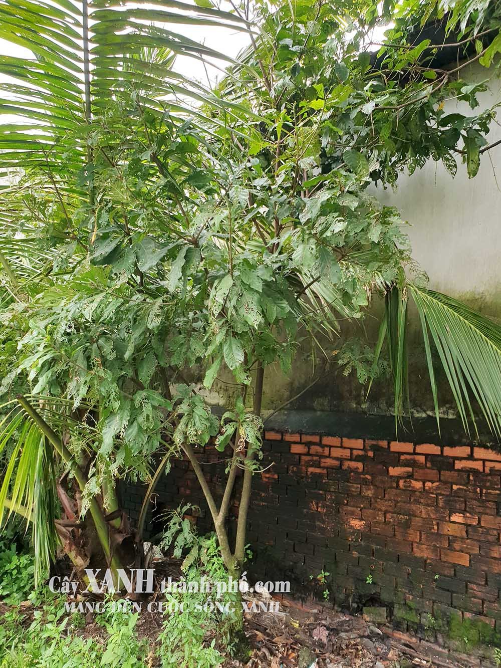 Cây Lộc Vừng Trang Trí Sân Vườn - Góc Thiết Kế Độc Đáo Và Sinh Động
