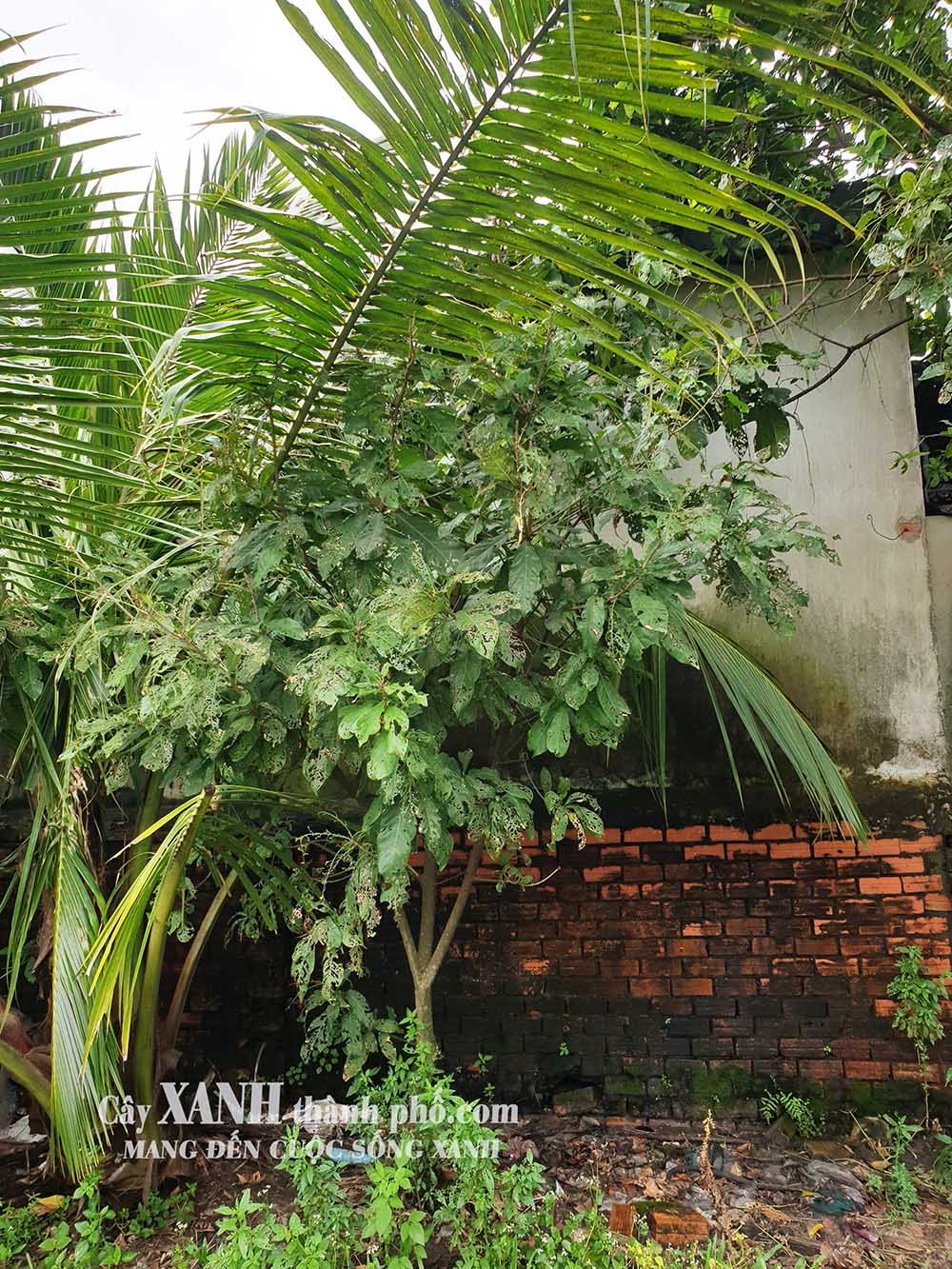 Cây Lộc Vừng Trang Trí Sân Vườn - Góc Thiết Kế Độc Đáo Và Sinh Động 2