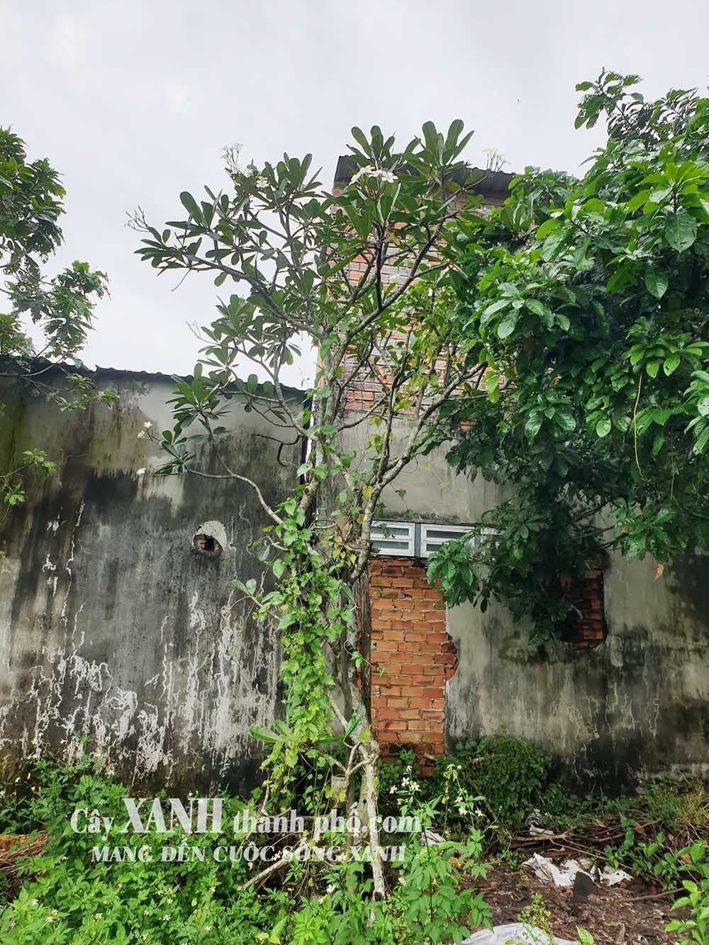 Cây Sứ Thơm | Điểm Nhấn Xanh Mát Trong Thiết Kế Công Trình