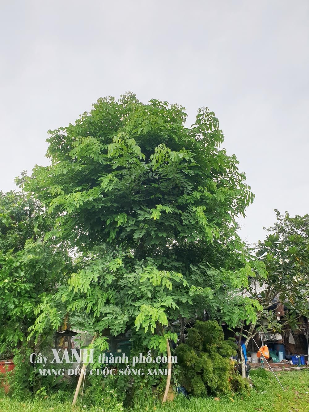 Cây Osaka Vàng Đẹp | Sắc Màu Thiên Nhiên Trong Thiết Kế Sân Vườn Đẹp 2