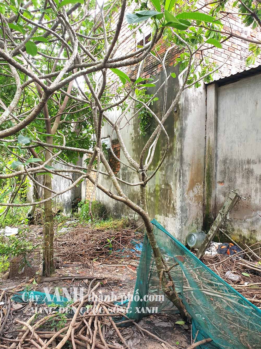 Cây Sứ Công Trình Đẹp | Gợi Ý Cây Xanh Cho Khuôn Viên và Vườn Ươm 2