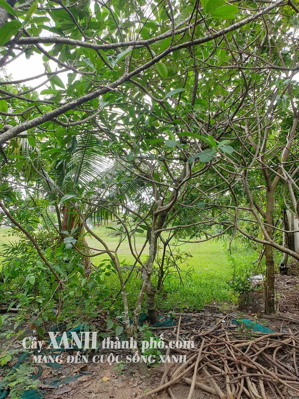 Cây Sứ Trắng | Tạo Nét Tinh Tế Cho Cảnh Quan Sân Vườn 2