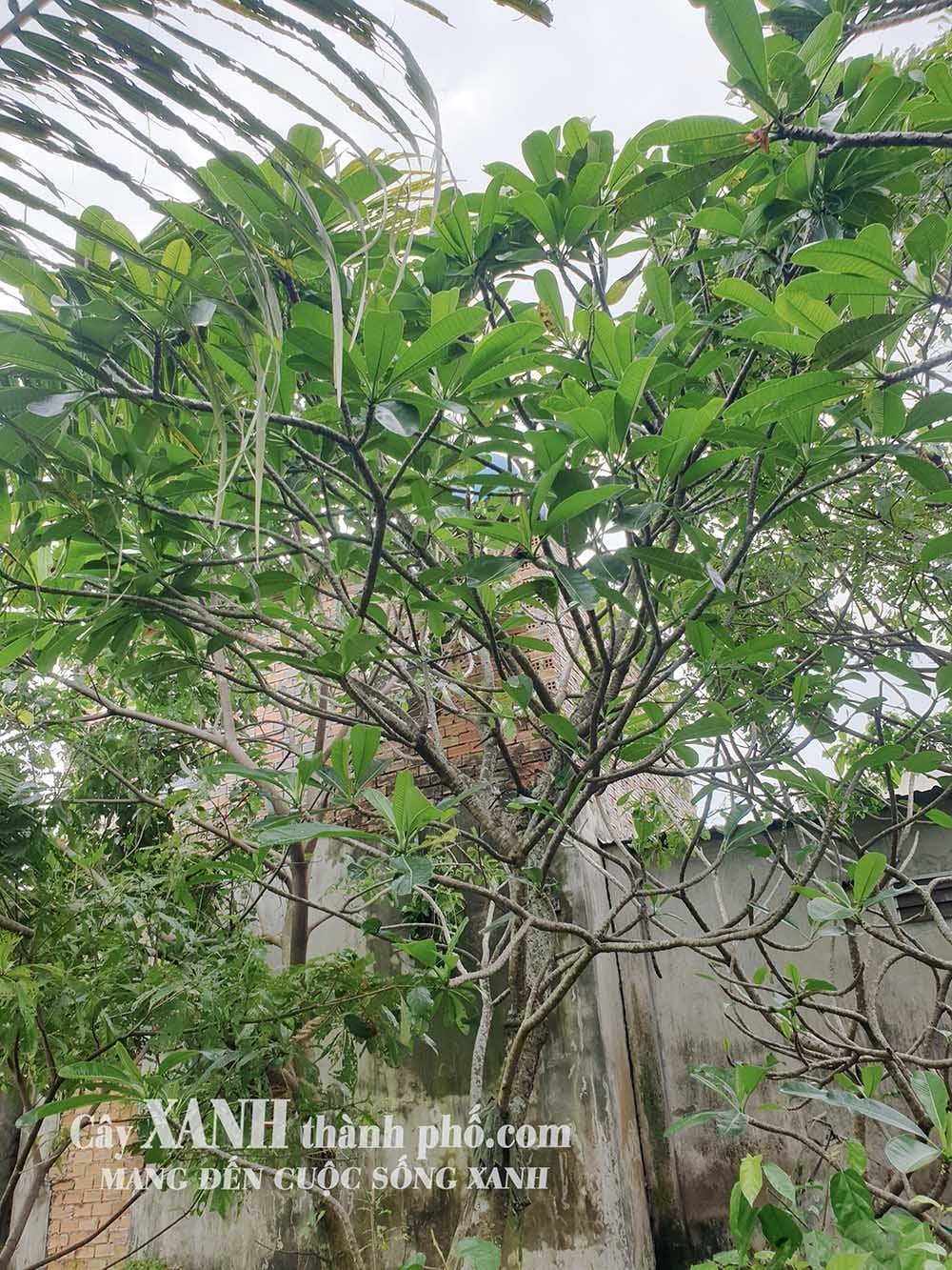 Cây Hoa Sứ Cảnh | Cách Trồng Cây Sứ Để Tạo Không Gian Xanh
