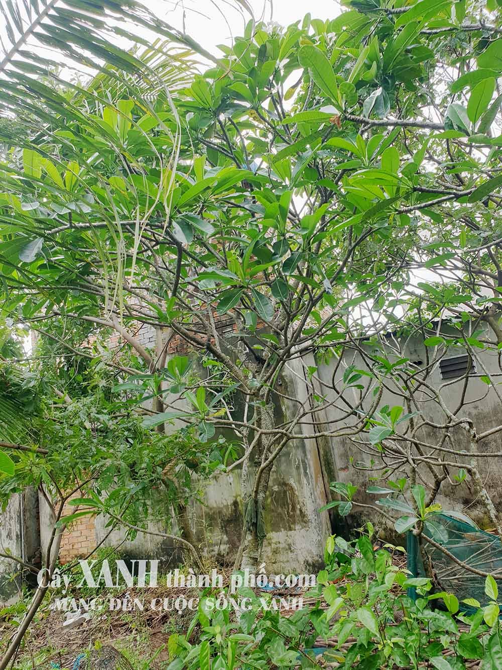 Cây Hoa Sứ Cảnh | Cách Trồng Cây Sứ Để Tạo Không Gian Xanh 2