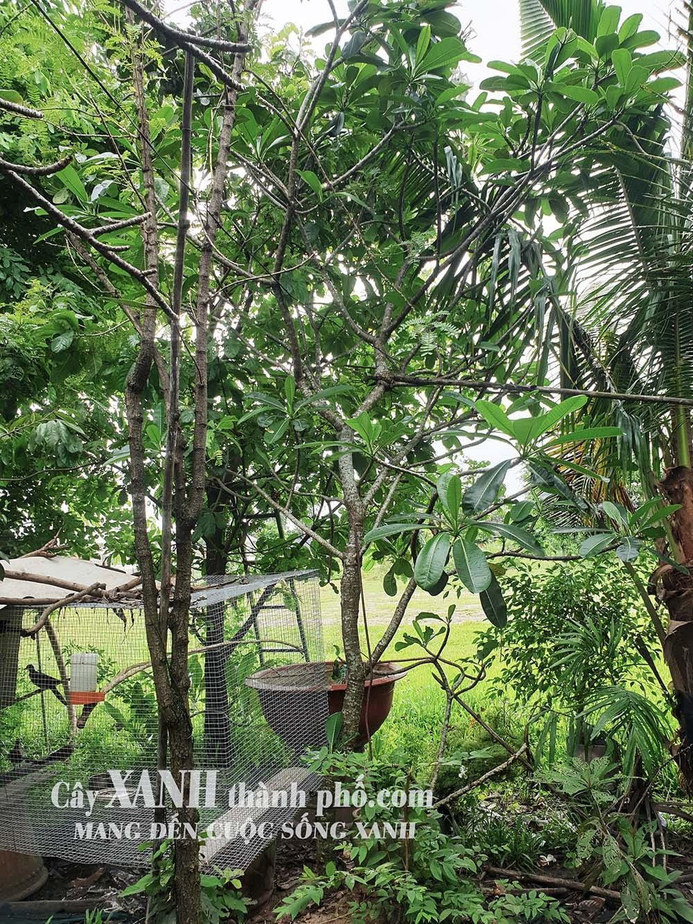 Cây Hoa Sứ Đẹp | Cùng Khám Phá Cây Trồng Sân Vườn Độc Đáo