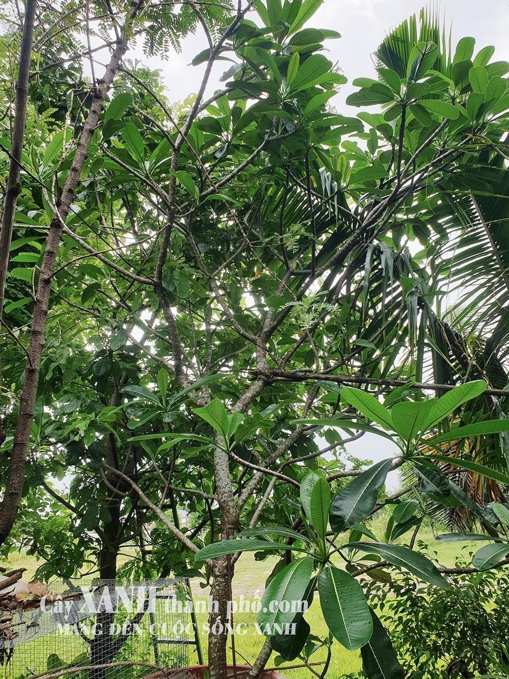 Cây Hoa Sứ Đẹp | Cùng Khám Phá Cây Trồng Sân Vườn Độc Đáo 2