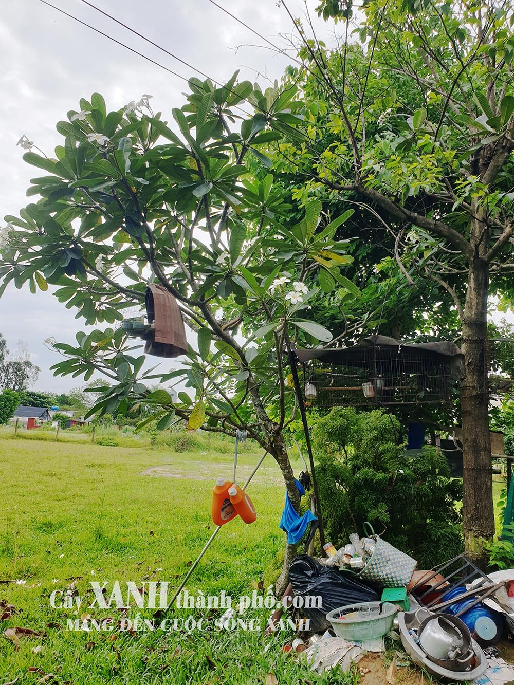 Cây Hoa Sứ - Biểu Tượng Cảnh Quan Đẹp Tại Công Trình