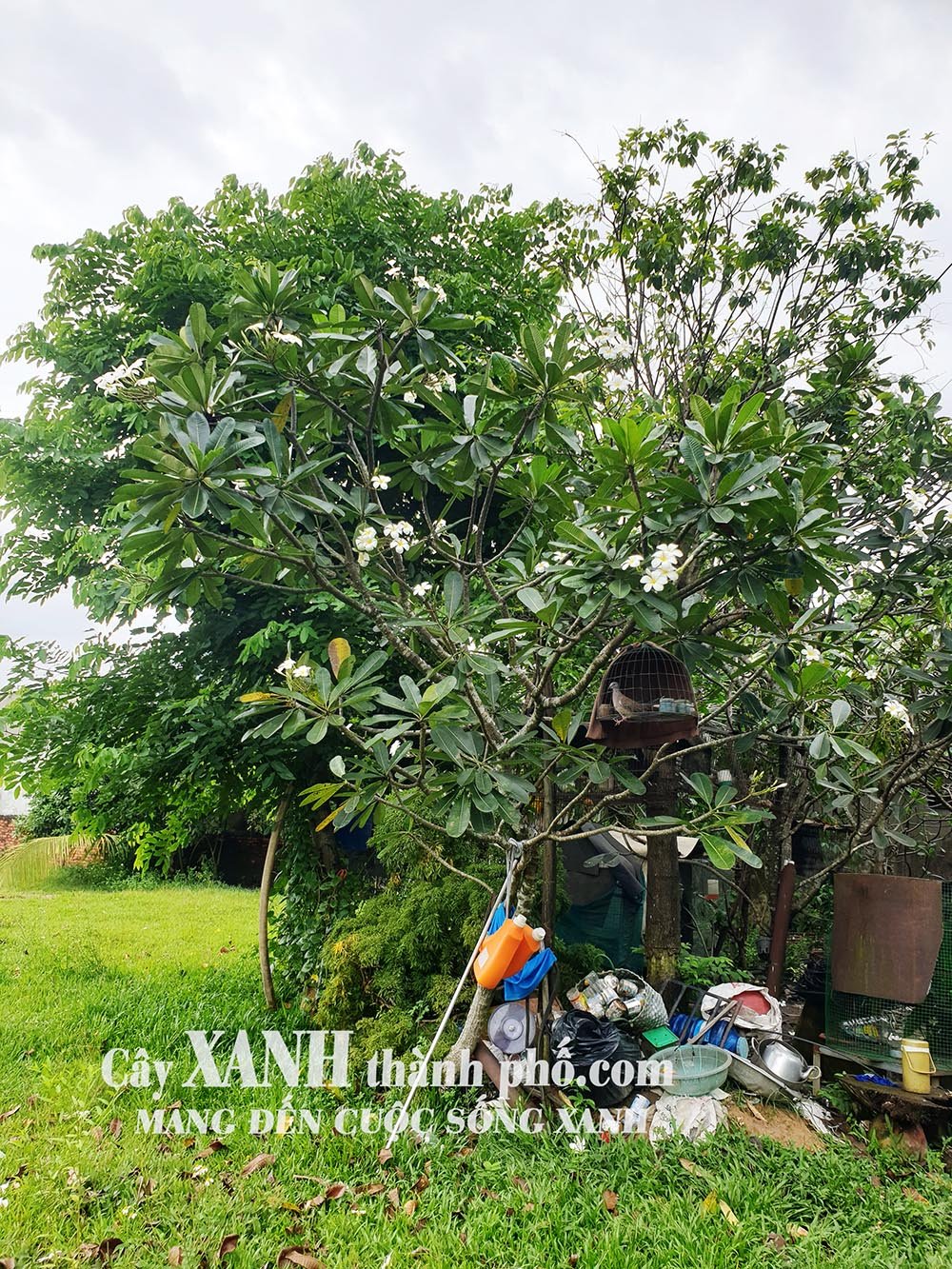 Cây Hoa Sứ - Biểu Tượng Cảnh Quan Đẹp Tại Công Trình 2