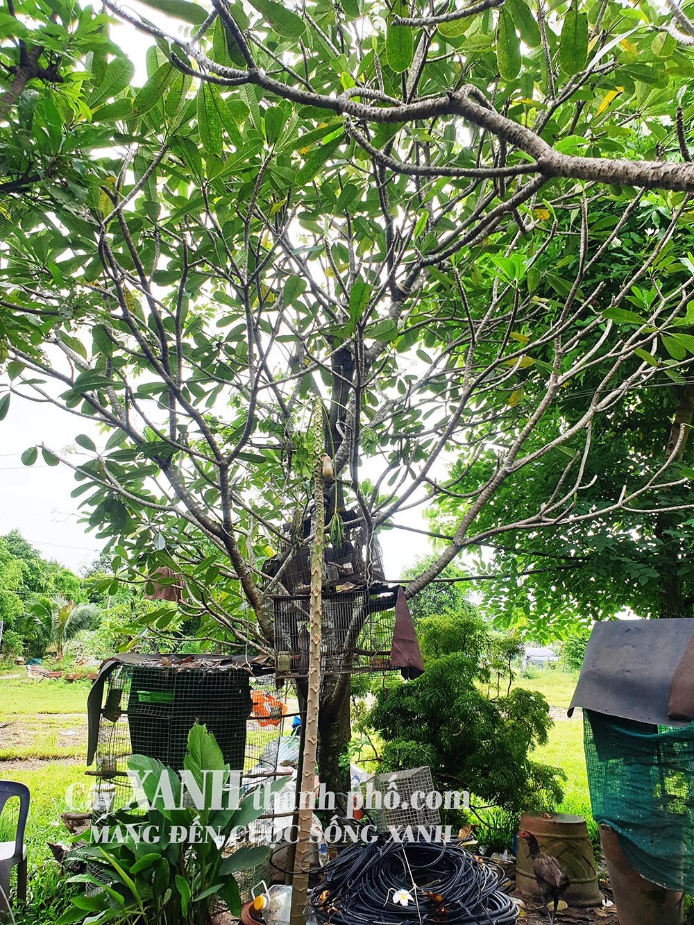 Cây Sứ Đẹp | Sự Quyến Rũ của Hoa Sứ Trắng Trong Cảnh Quan 2