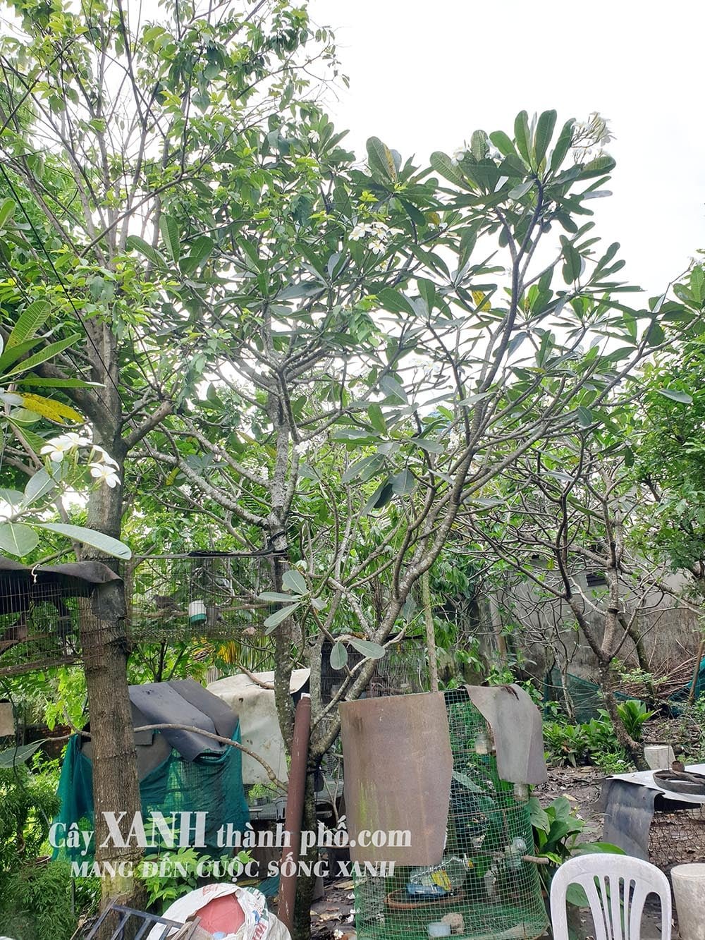Cây Sứ Đẹp | Sự Quyến Rũ của Hoa Sứ Trắng Trong Cảnh Quan
