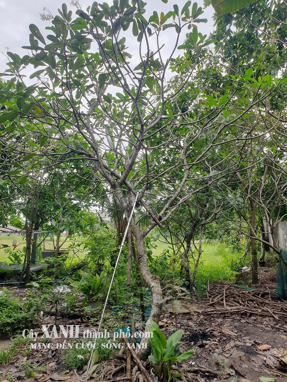 Cây Hoa Sứ Trắng | Điểm Nhấn Xanh Mát Trong Thiết Kế Cảnh Quan