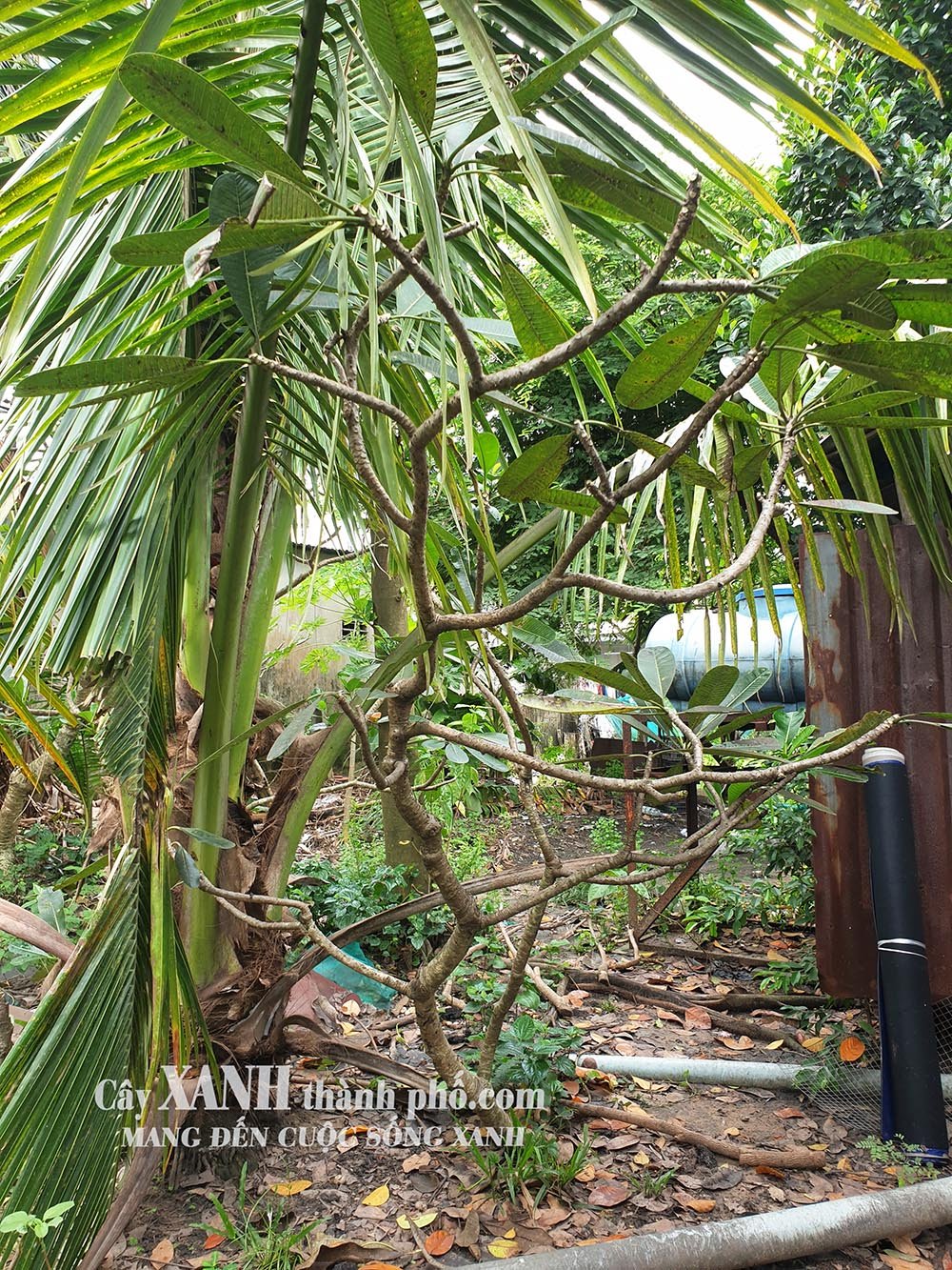 Trồng Cây Hoa Sứ | Gợi Ý Cây Xanh Đẹp Cho Công Trình 2