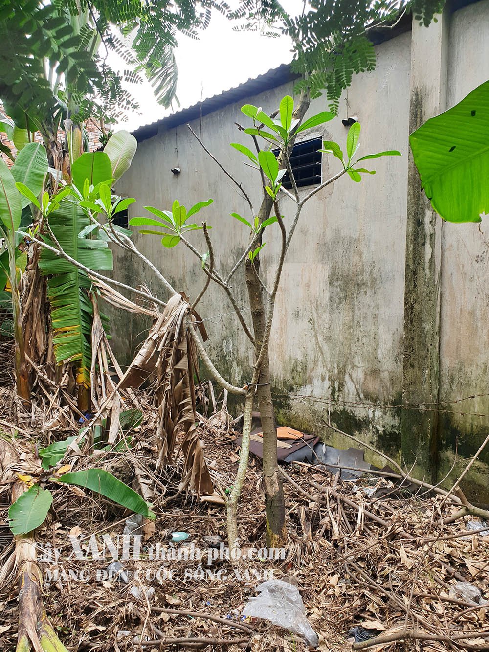 Trồng Cây Hoa Sứ Sân Vườn | Lựa Chọn Cây Trồng Cảnh Đẹp 2