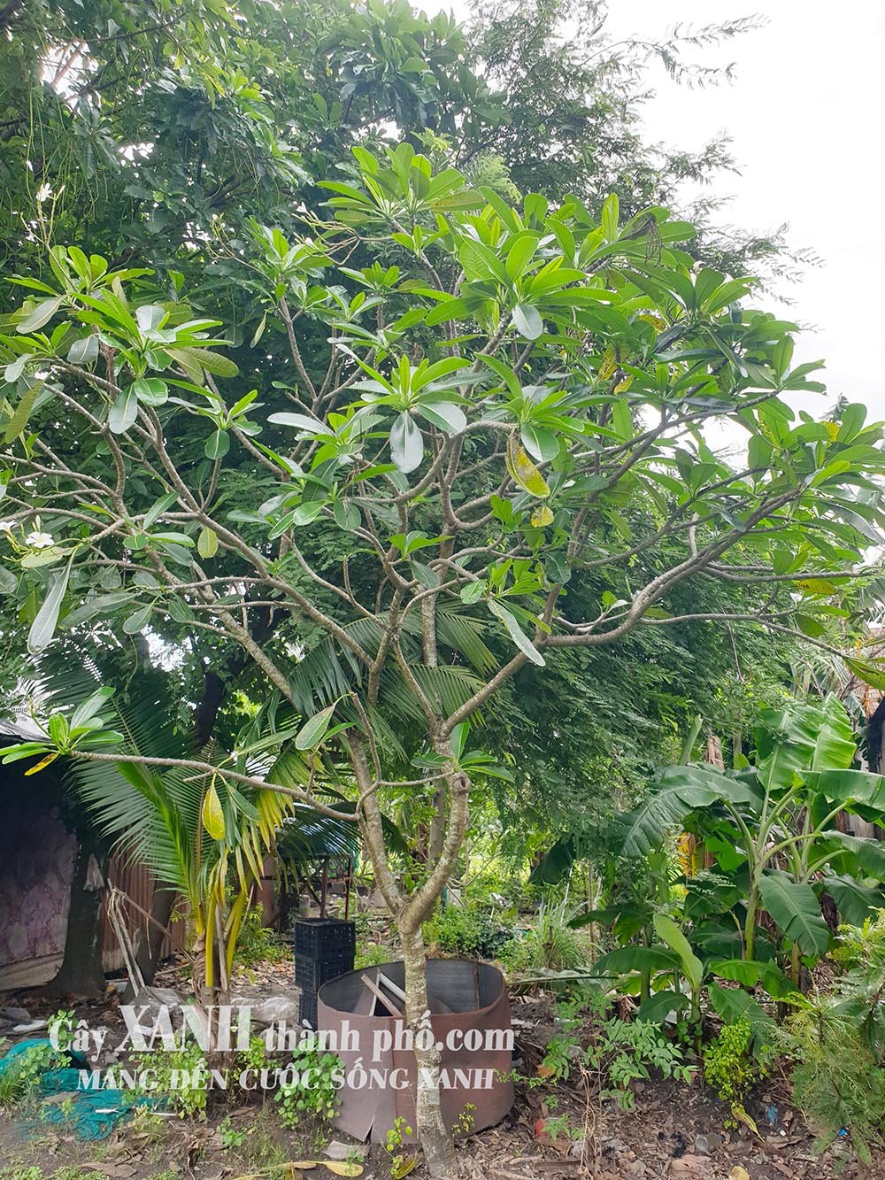 Cây Hoa Sứ | Trồng Cây Sứ Thơm Trong Sân Vườn Đẹp 3