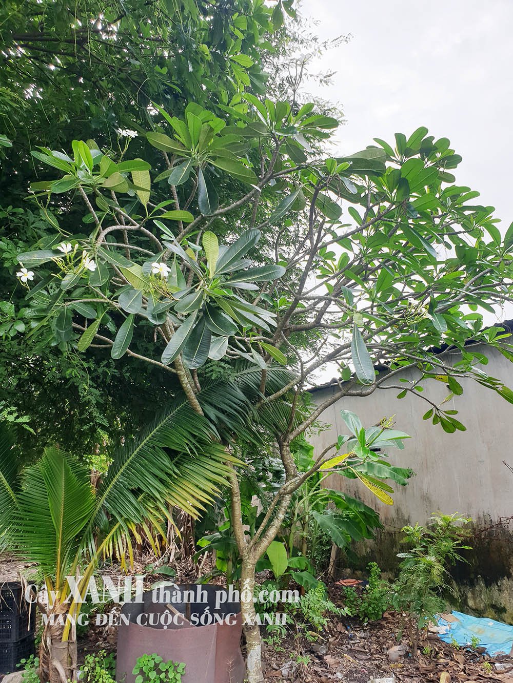 Cây Hoa Sứ | Trồng Cây Sứ Thơm Trong Sân Vườn Đẹp