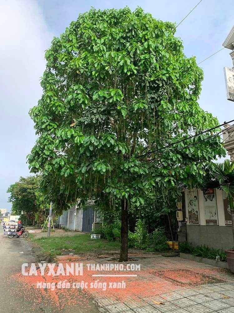 Cây Lộc Vừng Đẹp | Cây Xanh Cho Quán Cafe Phù Hợp 2
