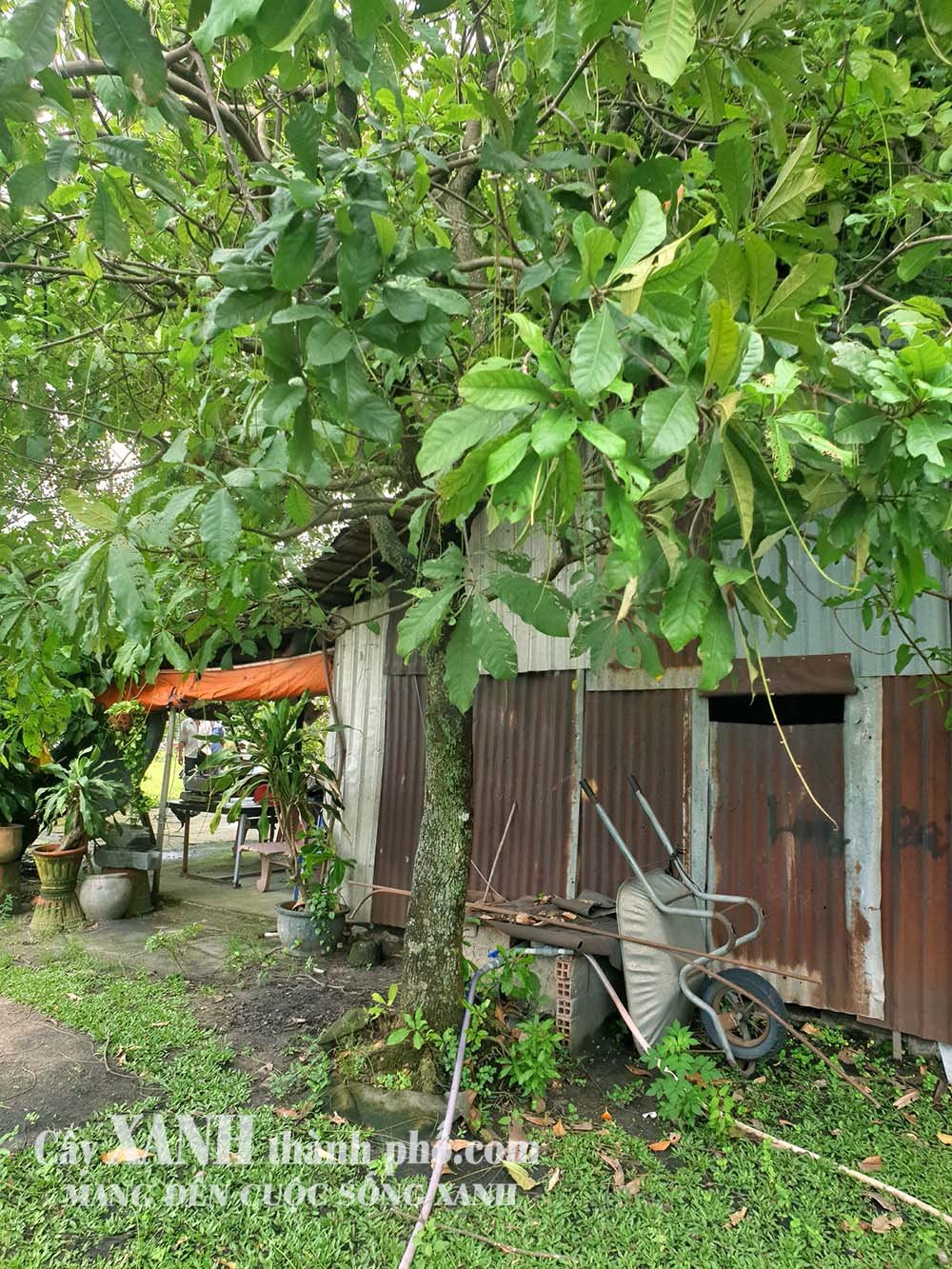 Lộc Vừng – Cây xanh cho quán cà phê sân vườn thêm rực rỡ 3