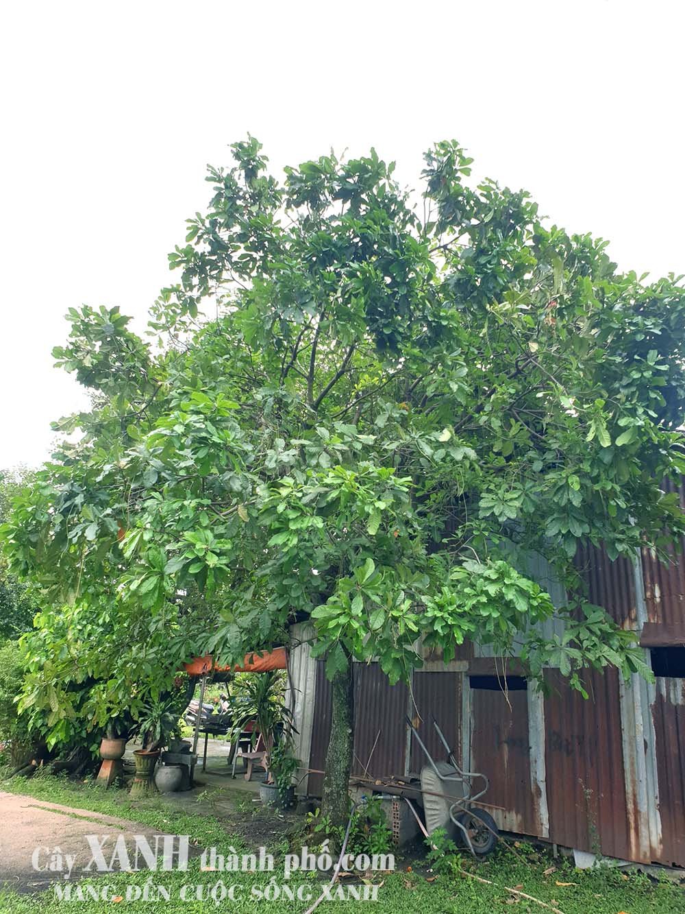 Lộc Vừng – Cây xanh cho quán cà phê sân vườn thêm rực rỡ 2